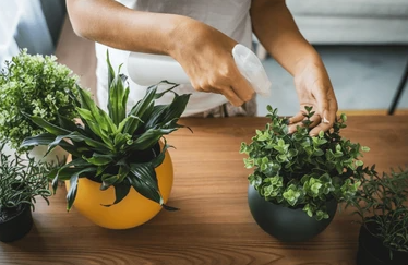 Foliage Plant Nurture Photos
