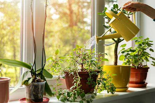 Beautiful Pots of different colors for Plants