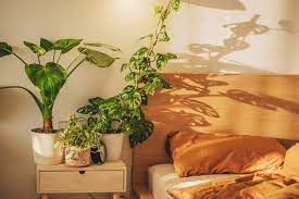 Sunlight on Plant on the nightstand